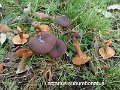 Lactarius subumbonatus-amf1086